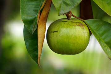 The star apple fruit is a native plant. The face is glossy, dark green, the back is red, shiny, spherical fruit, there are green varieties. Yellow and purple-red, sweet aroma. eat fresh fruit.