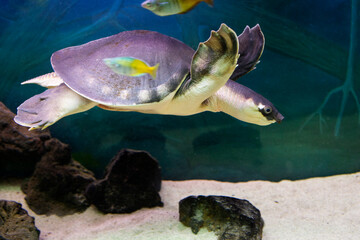 Pig- nosed turtle (Latin Carettochelys insculpta).
 This is a funny and cute turtle with a cartoon...