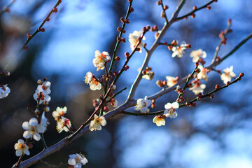 梅の花