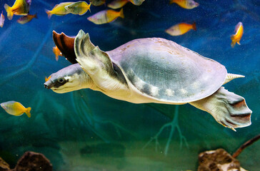 Pig- nosed turtle (Latin Carettochelys insculpta).
 This is a funny and cute turtle with a cartoon...