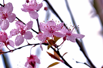 cherry blossoms with rain drops