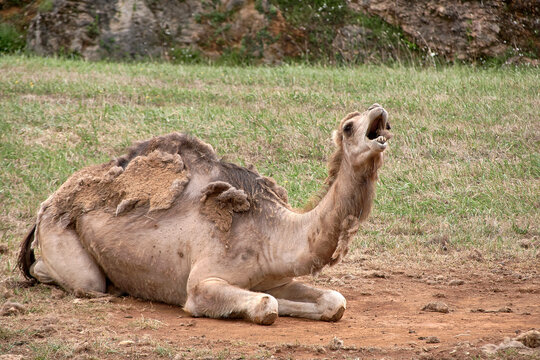 A dromedary lying on the ground and the grass