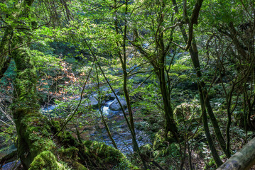 View of the Shiratani Unsuikyo Ravine in the Yakushima Island, Japan, laurel forest, mosses