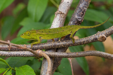 Perinet Chameleon - Calumma gastrotaenia, small beautiful chameleon from Madagascar forests and woodlands.