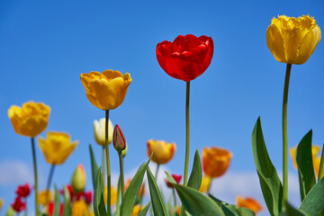 Close up of 4 beautiful easter flowers. Tulips in spring against blue sky. Up view.