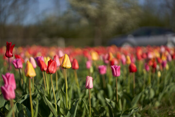 Easter tulips field on a sunny day. Flowers on the roadside to cut and pick yourself. Traffic on the road.