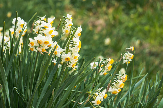 フサザキスイセン（Narcissus tazetta）をクローズアップ／ヒガンバナ科・冬