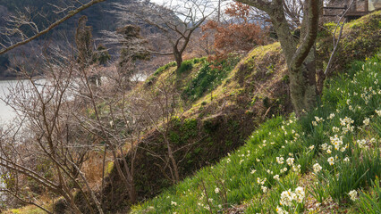 Fototapeta premium 湖岸に咲く房咲きスイセン【佐久間ダム公園】日本千葉県鋸南町