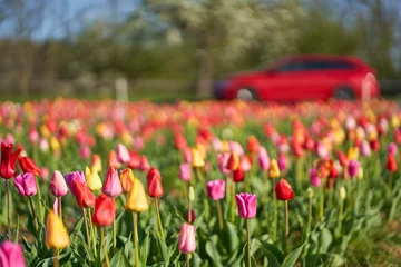 Foto op Plexiglas Easter tulips field on a sunny day. Flowers on the roadside to cut and pick yourself. Red car on the road. © Jan