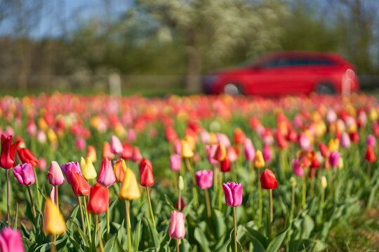 Easter tulips field on a sunny day. Flowers on the roadside to cut and pick yourself. Red car on the road.