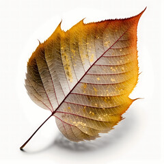 Autumn leaf, season color change. Generative AI.