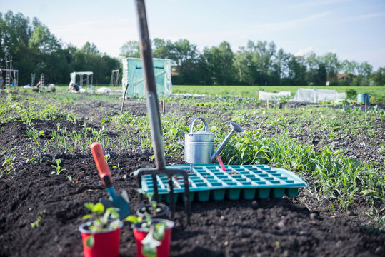 Potted plant with trowel and digging fork in field, Bavaria, Germany