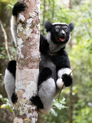 Indri, Indri indri. He clings to a strong trunk and looks at the photographer in amazement. Mantadia National Park. Madagascar