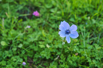 The first spring flowers in the meadow, a close-up on a blue flower, an idea for a card or a gift for women's day. The idea of caring for nature, earth day