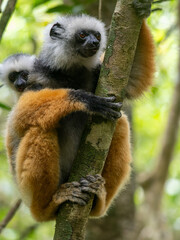 Rare Large Diademed Sifaka, Propithecus diadema. sitting on a tree in Mantadia National Park Analamazaotra. Madagascar