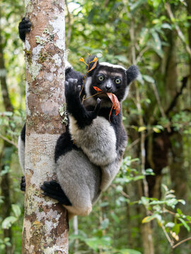 Indri, Indri indri. It clings to the thick trunk and eats the leaves. Mantadia National Park. Madagascar