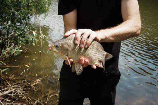 Freshly caught carp in the hands of a fisherman close-up