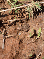 The Mascarene grass frog, Ptychadena mascareniensis, sits in the mud and is almost invisible. Menabe / Miandrivazo Madagascar