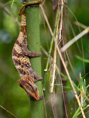 Female Short-horned chameleon, Calumma brevicorne, has a distinctive helmet on its head. Andasibe-Mantadia National Park, Madagascar