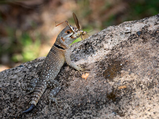 Malagasy Coua iguanian lizards, Oplurus madagascariensis, eat caught  locusts Madagascar