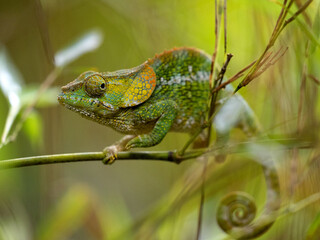Female Short-horned chameleon, Calumma brevicorne, has a distinctive helmet on its head. Andasibe-Mantadia National Park, Madagascar