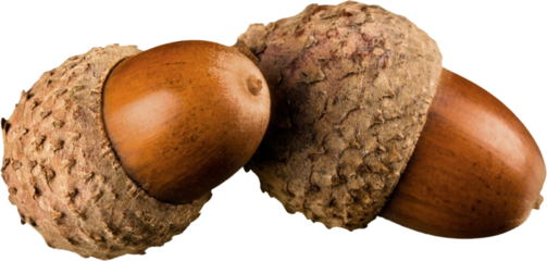 Brown Acorns - Isolated
