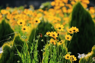 식물 - 큰금계국