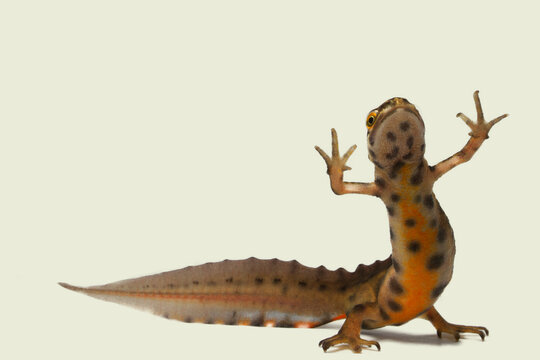 Male Smooth Newt (Lissotriton vulgaris), Ruhr-District, Germany