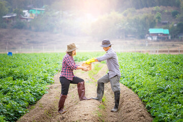 Two young Asian couple smart farmers working in vegetables potatoes farm with happiness.