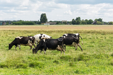 Agriculture. Cows graze in a meadow near the village.
