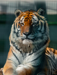 Amur-Tiger oder Ussuri-Tiger (lat. Panthera tigris tigris oder Panthera tigris altaica)