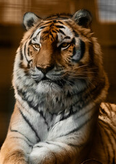 Amur-Tiger oder Ussuri-Tiger (lat. Panthera tigris tigris oder Panthera tigris altaica)