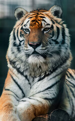 Amur-Tiger oder Ussuri-Tiger (lat. Panthera tigris tigris oder Panthera tigris altaica)  tiger in the zoo 