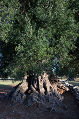 Ostuni. Ulivo secolare del parco 