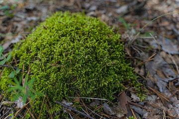 Forest moss in the autumn forest, close-up. Horizontal Orientation