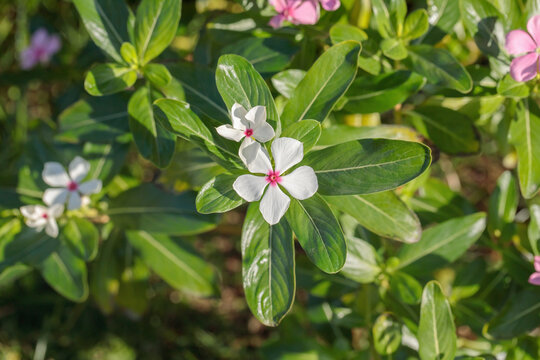 Blossoms of a white Madagascar periwinkle (Catharanthus roseus). Use in traditional chinese medicine.
