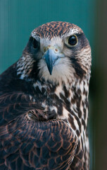 Falke (lat. Falco)