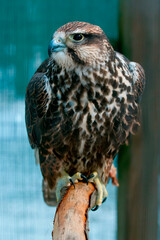 Falke (lat. Falco)