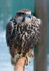 Falke (lat. Falco)