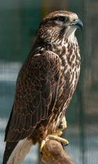 Falke (lat. Falco)