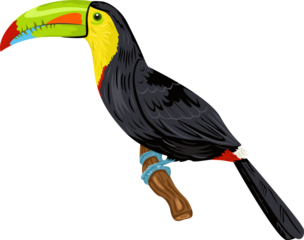 Toucan on a branch illustration