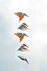 Common kingfisher hovering flying diving 