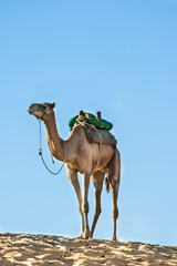 camel in the desert