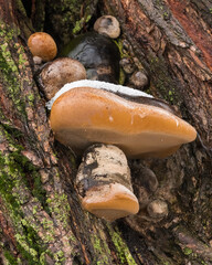 A Cluster of Colorful Bark Mushrooms Covered by a Thin Layer of Snow