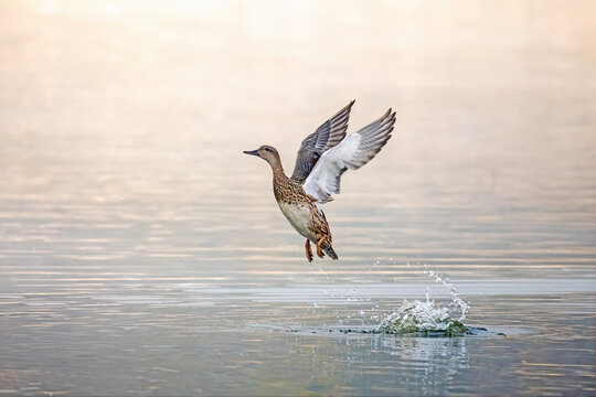 Gadwall duck take off above water lake with spreading wings
