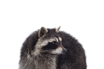 Head shot of cute Raccoon aka procyon lotor. Looking to the side showing profile. Isolated cutout on a transparent background.