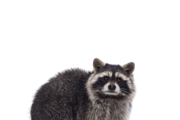 Head shot of cute Raccoon aka procyon lotor. Looking to the camera with sweet cute eyes. Isolated cutout on a transparent background.