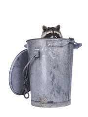 Raccoon sitting in trash can. Looking tover adge away from camera. Isolated cutout on a transparent...