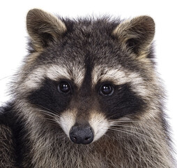 Head shot of cute Raccoon aka procyon lotor. Looking to the camera with sweet cute eyes. Isolated cutout on a transparent background. © Nynke
