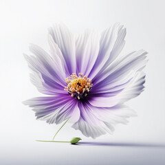 Beauty and detail, light purple wooden cosmos flowers, petals, beauty, against a clean white background, generative AI.